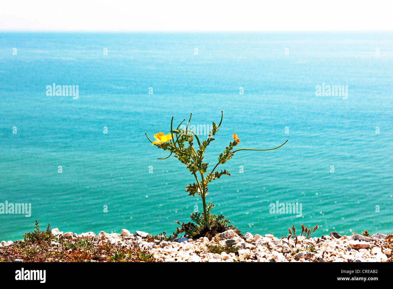 Un selvaggio giallo papavero cornuto fiore cresce su un chalk cliff top con il blu del mare e del cielo Foto Stock