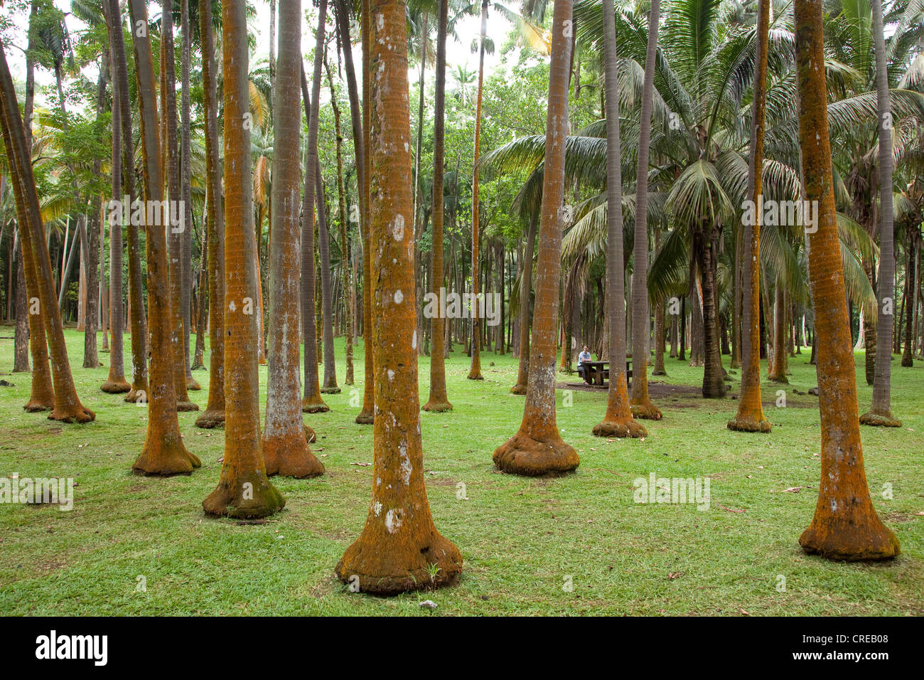 Foresta di palme in Anse des Cascades destinazione in Piton Sainte-Rose, isola di Reunion, Oceano Indiano Foto Stock