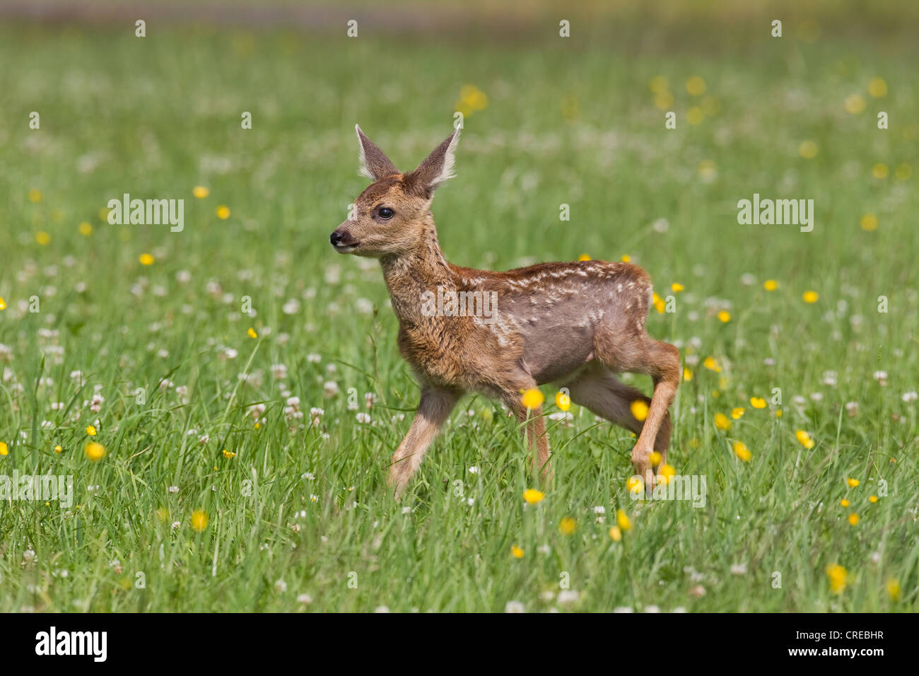 Il capriolo (Capreolus capreolus), fulvo, 5-6 settimane vecchio, Vulcanico Eifel, Renania-Palatinato, Germania, Europa Foto Stock