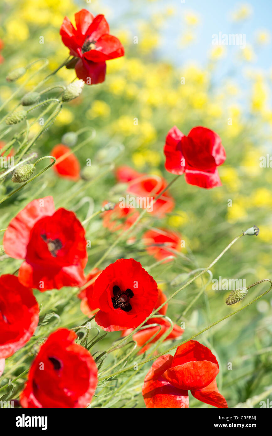 Poppies in un campo Foto Stock