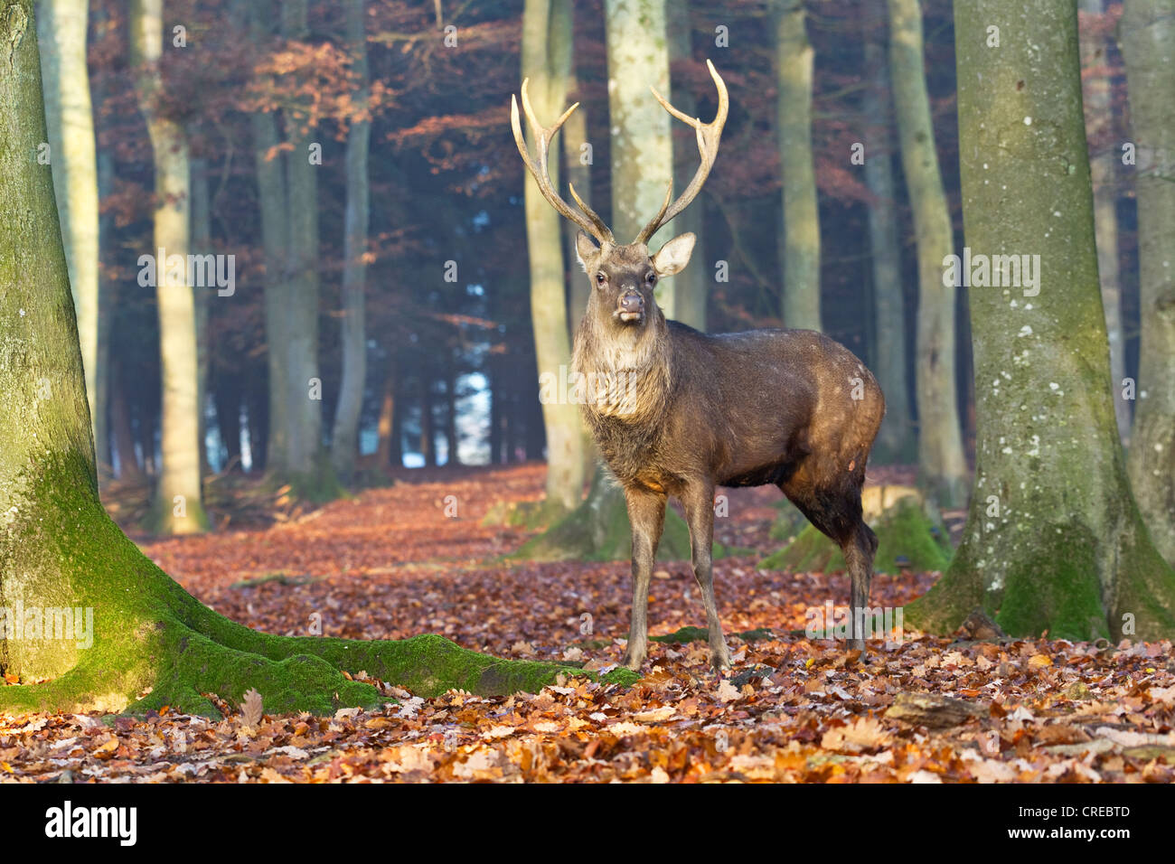 Sika cervo (Cervus nippon), Daun Deer Park, Renania-Palatinato, Germania, Europa Foto Stock