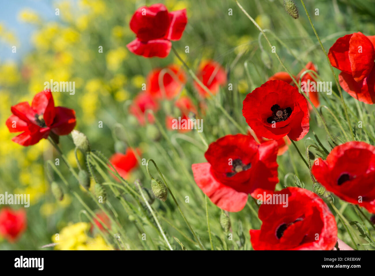 Poppies in un campo Foto Stock