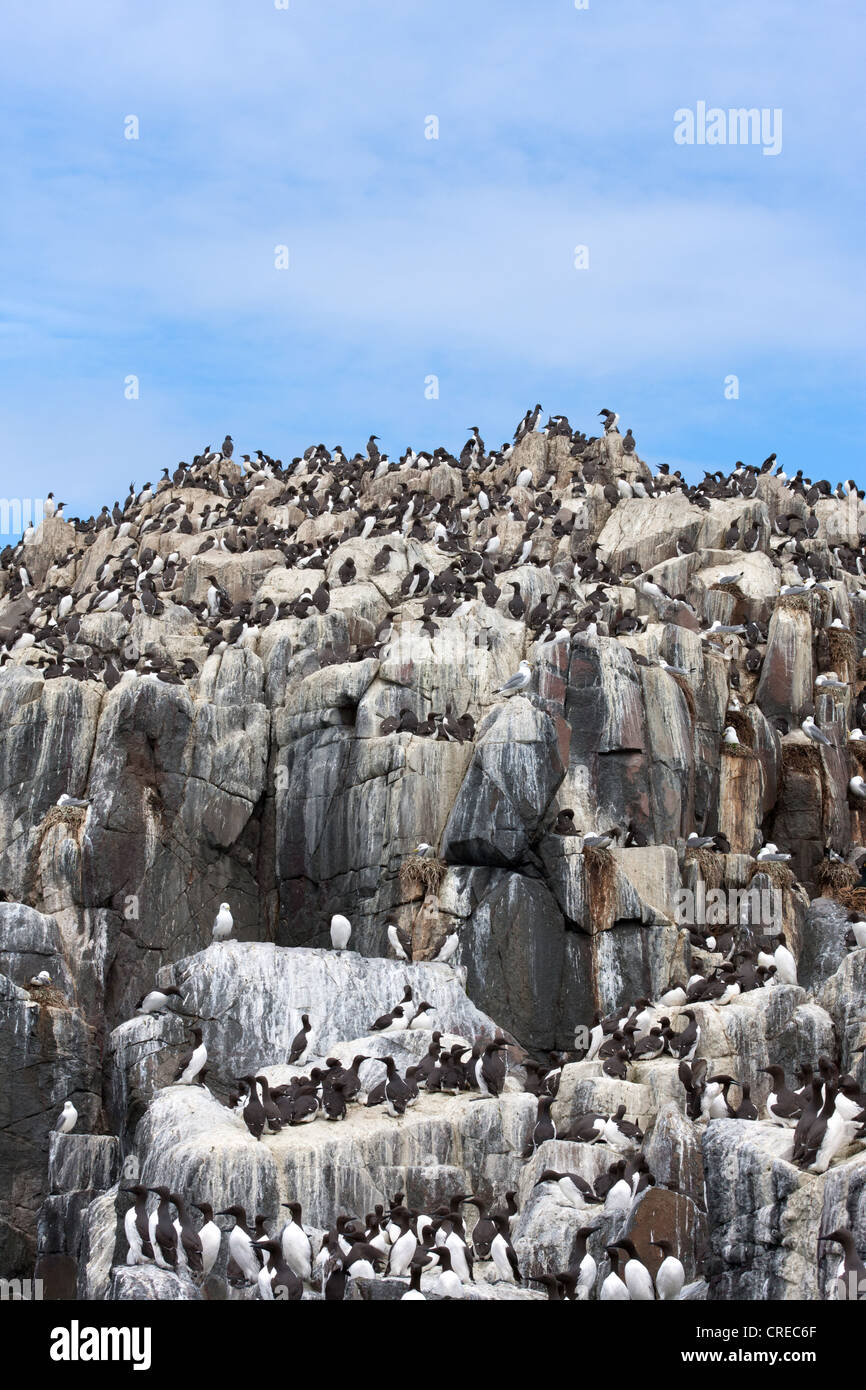 Uccelli marini colonia di allevamento sul fiocco scogliere dell'isola Foto Stock