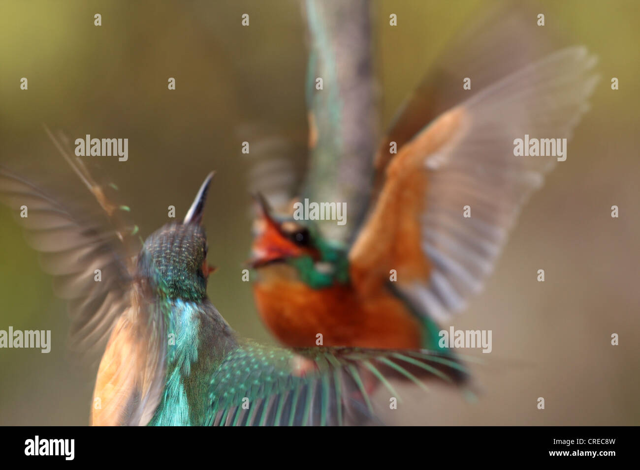 Fiume kingfisher (Alcedo atthis), quarreling giovane sbattimenti ali, in Germania, in Baviera, Isental Foto Stock