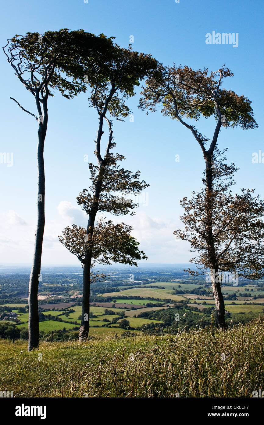 Anello Chanctonbury sulla South Downs modo con tre faggi, profonde vedute del Sussex Weald su una soleggiata giornata estiva Foto Stock