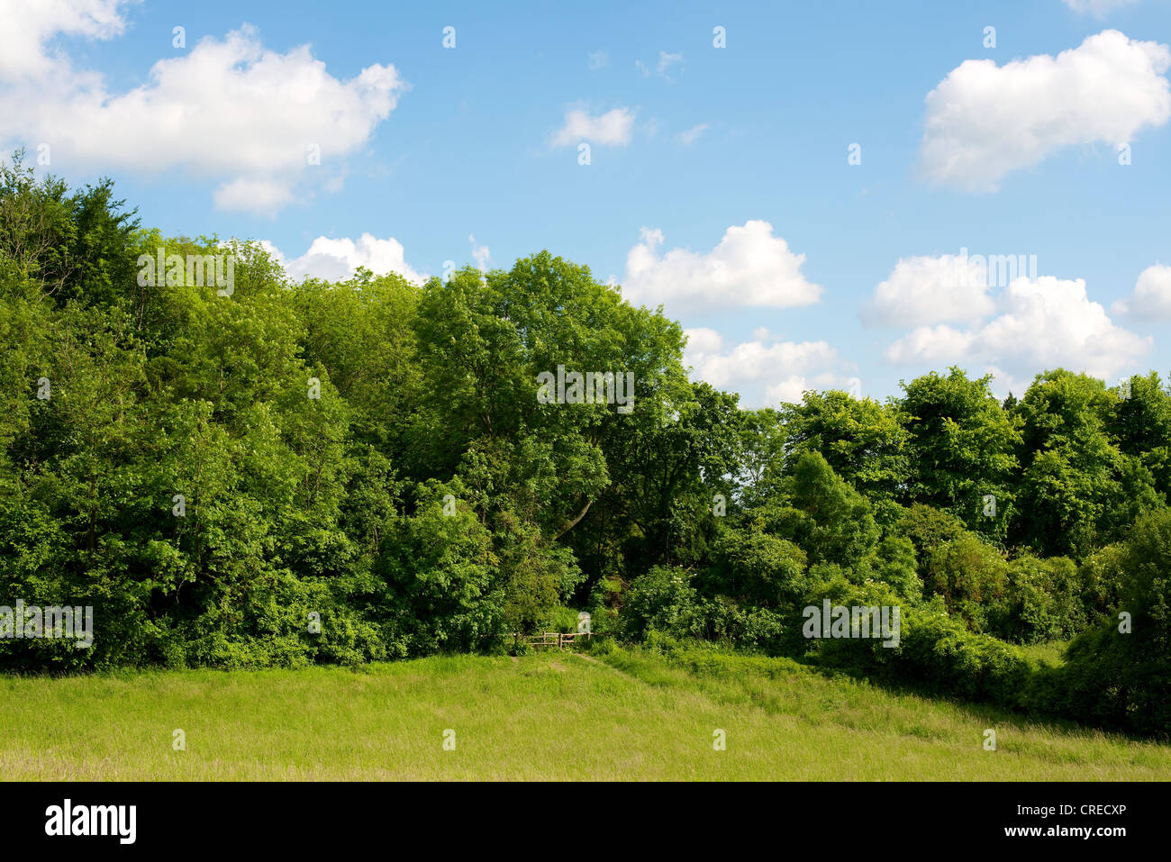 Campo di sogni. Un campo, percorso, il bosco a piedi e stile nel Surrey insieme contro un cumulus blu cielo molto nuvoloso Foto Stock