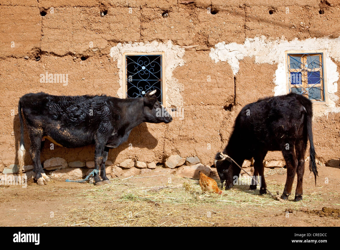 Le vacche in piedi al di fuori di un fango-casa di mattoni in Telouet, Alto Atlante vicino a Ouarzazate, Marocco, Africa Foto Stock