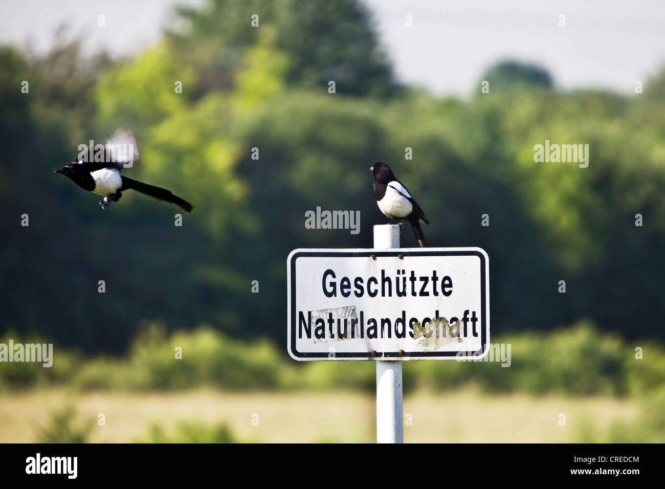 Nero-fatturati gazza (Pica pica), di due uccelli al Parco Nordstern, in Germania, in Renania settentrionale-Vestfalia, la zona della Ruhr, Gelsenkirchen Foto Stock