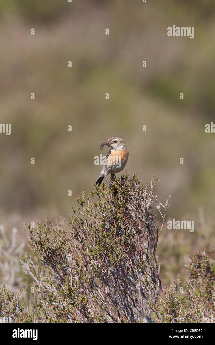 Stonechat comune Saxicola torquatus femmina adulta con il cibo in bill arroccato su di Heather Foto Stock