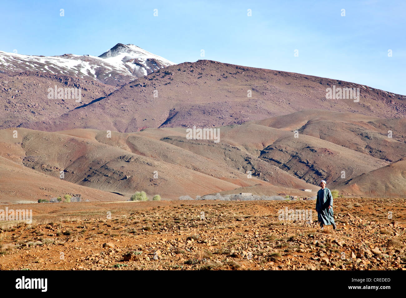Berber uomo che indossa un tradizionale djellaba camminando in un campo in Alto Atlante, vicino a Ouarzazate, Marocco, Africa Foto Stock
