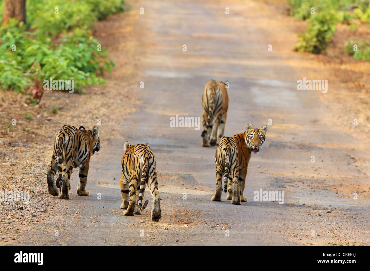 Madre che conduce i suoi tre cuccioli sulla principale strada asfaltata in Tadoba, India Foto Stock