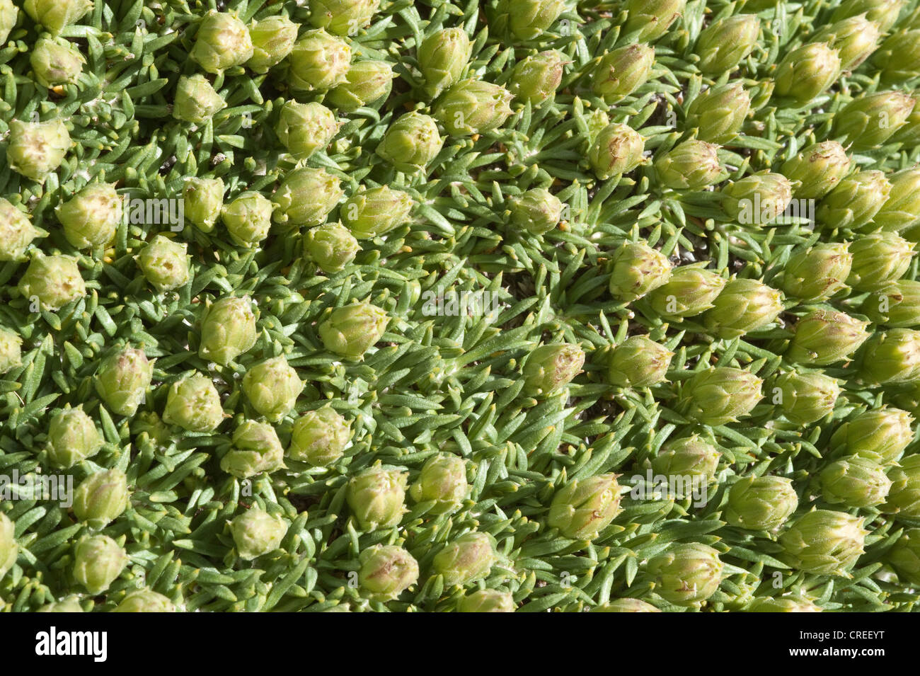 Burkartia cuscino lanigera-pianta boccioli di fiori Parque National Monte  Leon costa atlantica Santa Cruz Provincia Patagonia Argentina Foto stock -  Alamy
