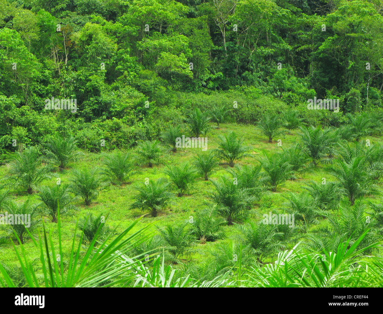Olio di palma (Elacis guineensis), piantagione accanto alla foresta pluviale tropicale, Thailandia Phuket Foto Stock