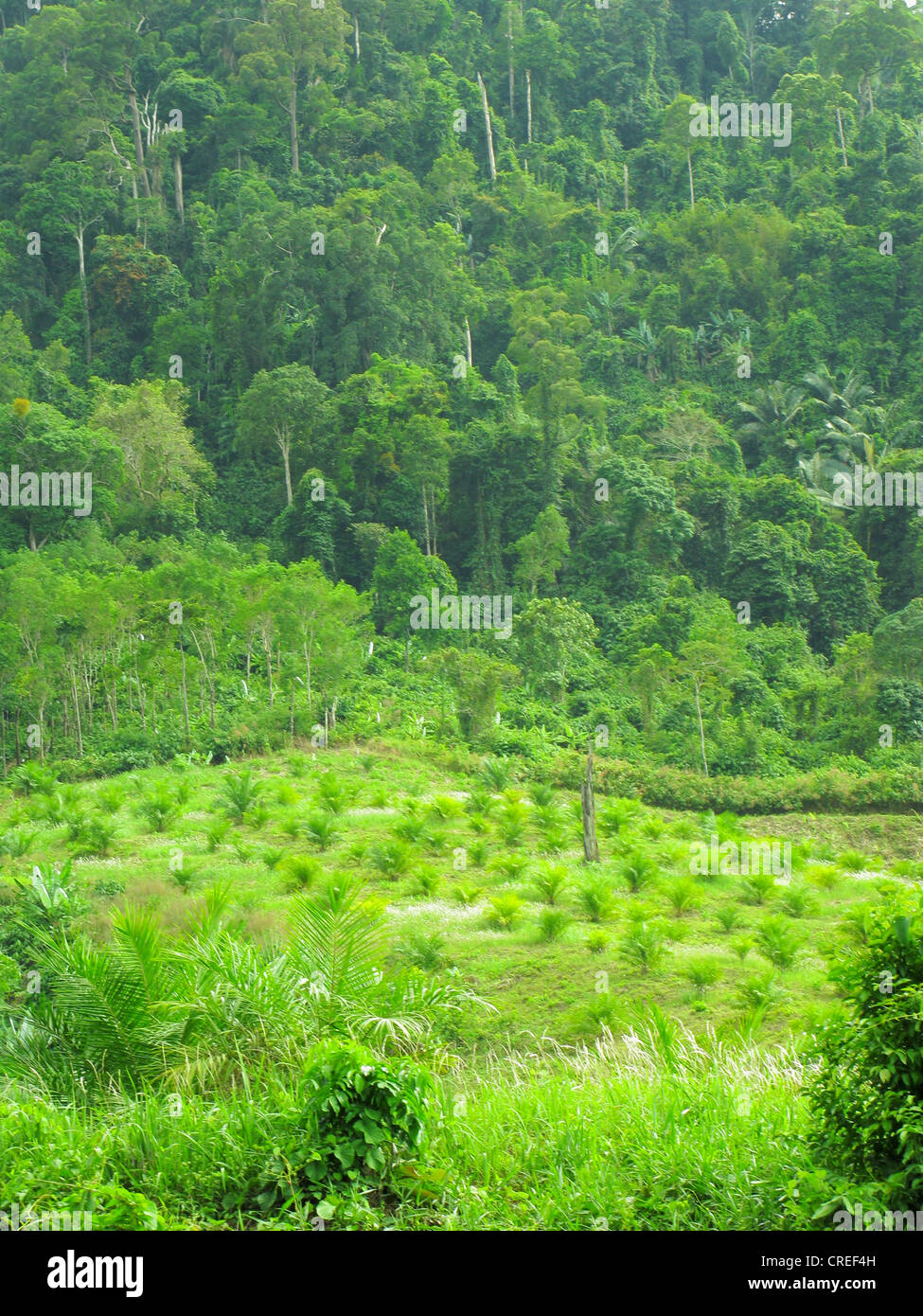 Olio di palma (Elacis guineensis), piantagione accanto alla foresta pluviale tropicale, Thailandia Phuket Foto Stock
