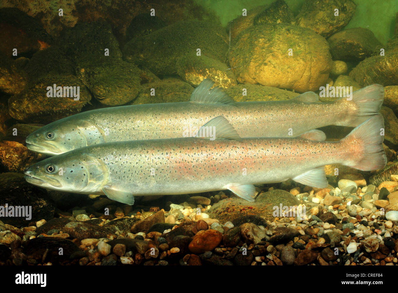 Il salmone del Danubio, huchen (Hucho hucho), giovane, maschio in primo piano Foto Stock