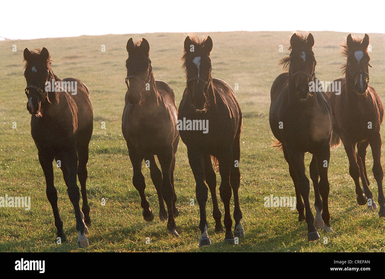 I cavalli nel paddock di al galoppo contro la luce, Görlsdorf, Germania Foto Stock