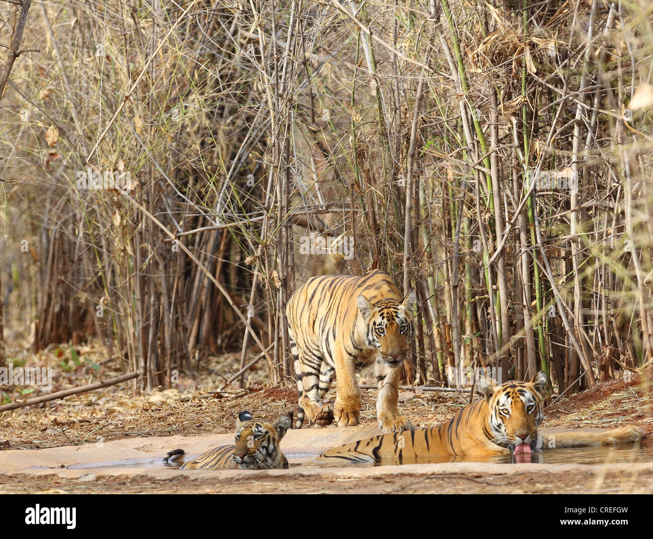 Tre tigri il raffreddamento e acqua potabile a waterhole nella giungla Todaba, India. Foto Stock