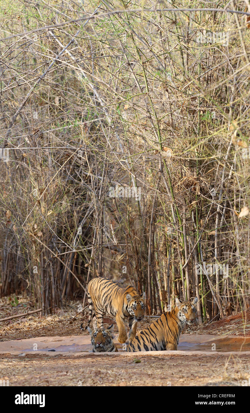 Tre tigri raffreddandosi waterhole nella giungla di bambù di Tadoba, India Foto Stock