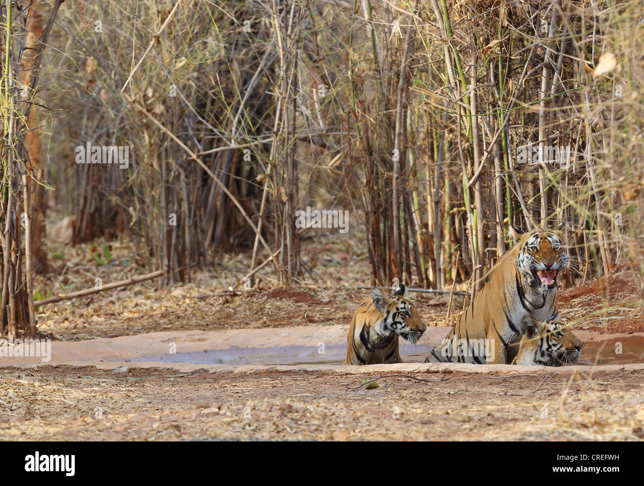 Tre tigri il raffreddamento e arrabbiarsi al fotografo di waterhole nella giungla Tadoba, India. Foto Stock