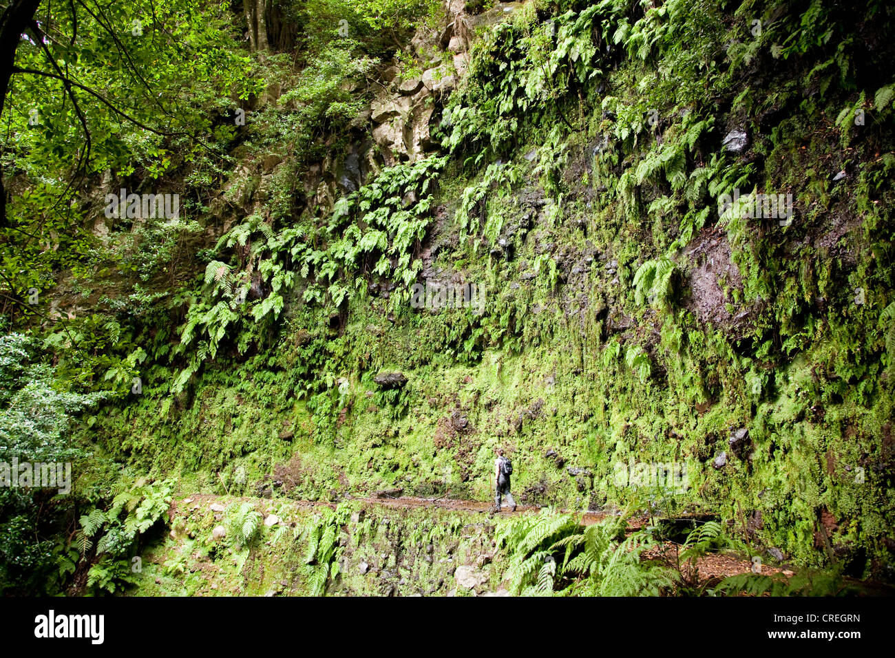 Escursionista presso il canale di irrigazione Levada de Janela, in Ribeira da Janela, Madeira, Portogallo, Europa Foto Stock