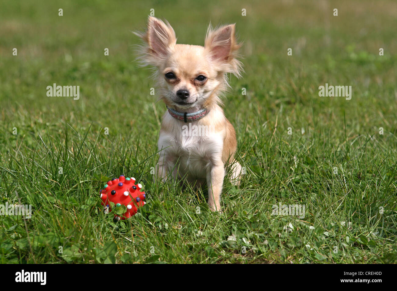 Chihuahua (Canis lupus f. familiaris), con i capelli lunghi Chihuahua seduti su un prato accanto ad una sfera Foto Stock