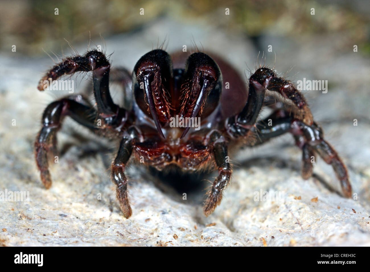 Borsa-web spider (Atypus affinis), minacciando femmina Foto Stock