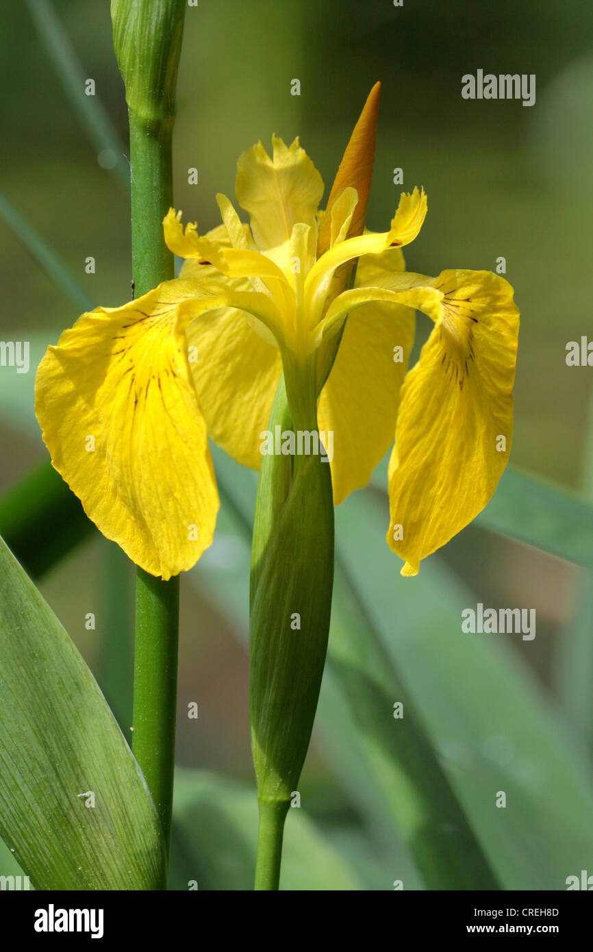 Iris gialla, bandiera gialla (Iris pseudacorus), fiore, in Germania, in Baviera Foto Stock