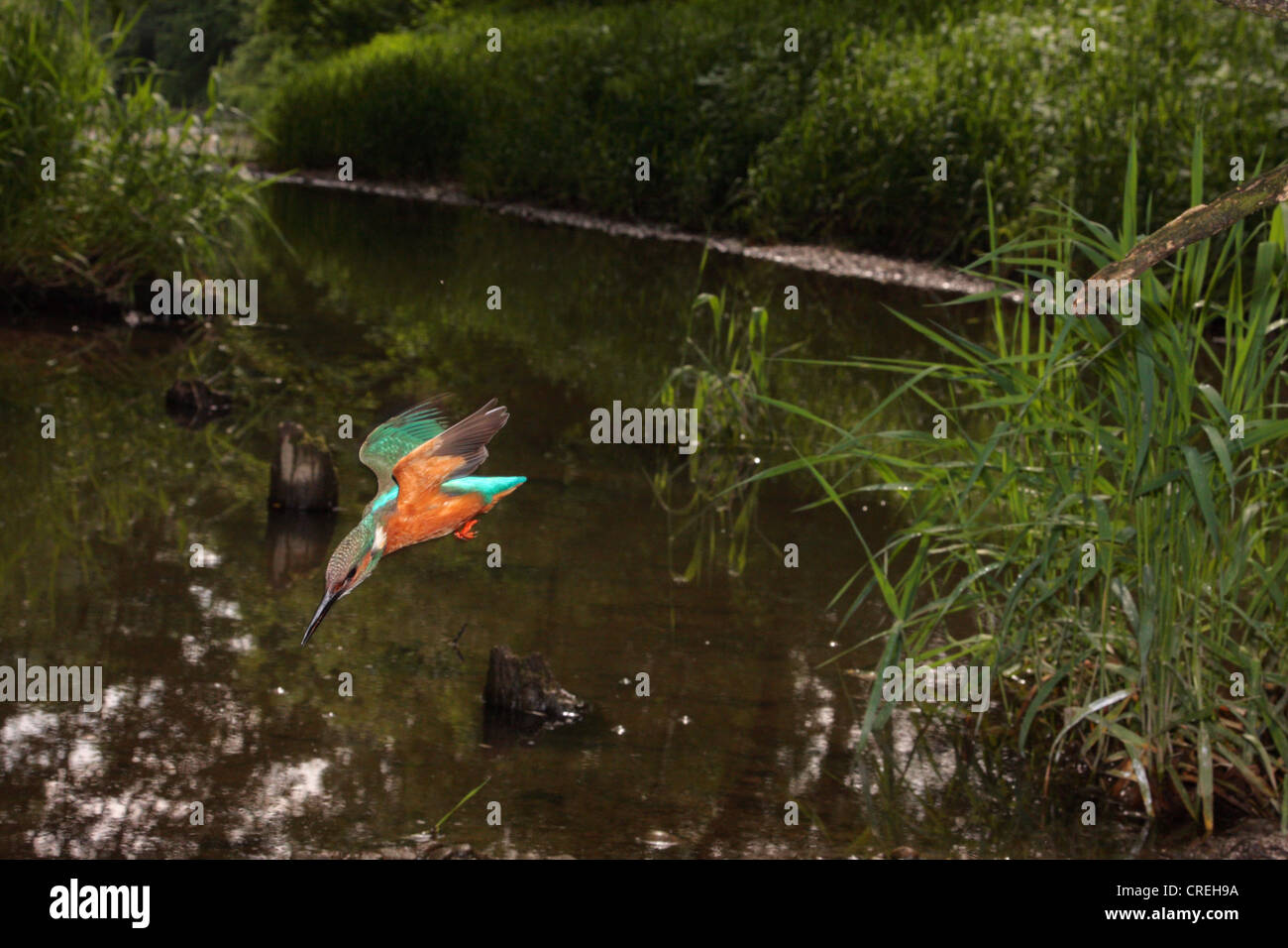 Fiume kingfisher (Alcedo atthis), maschio naso immersioni subacquee, in Germania, in Baviera Foto Stock
