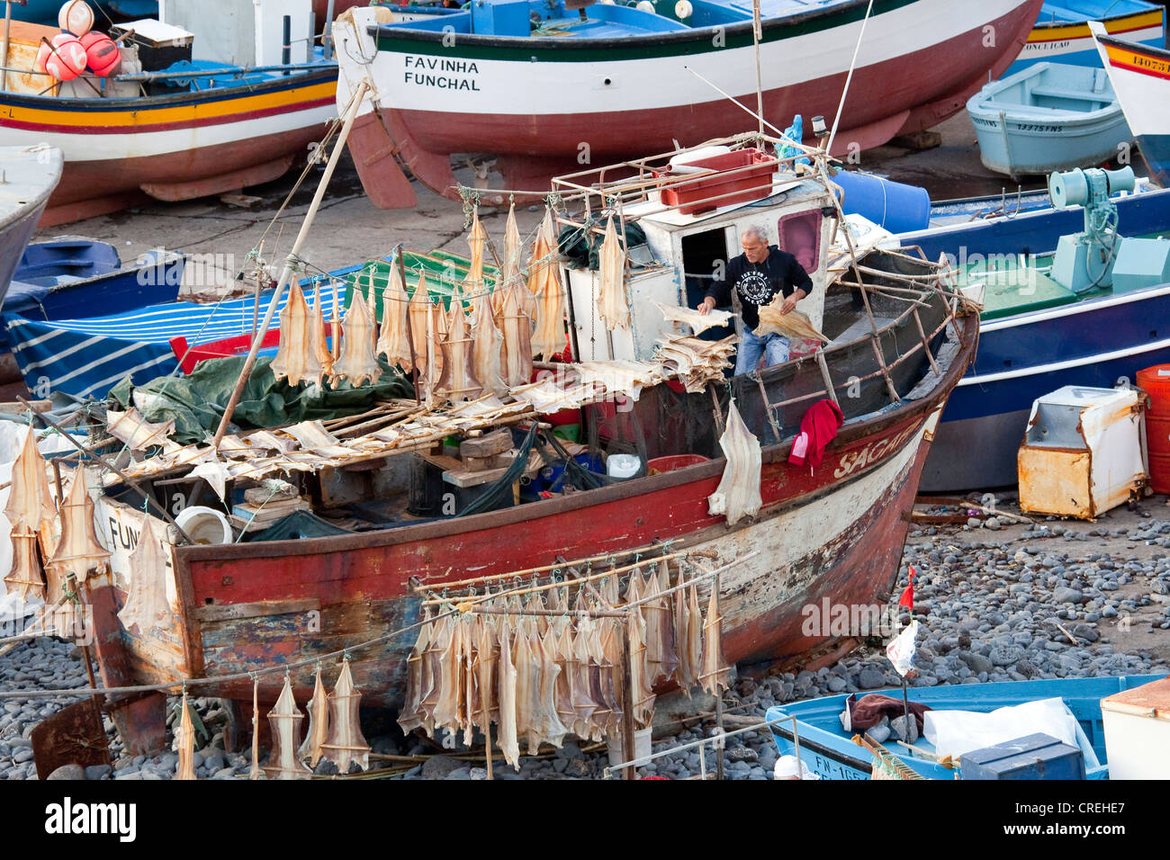 Un pescatore è appendere cod a secco nella sua barca, porto di Camara de Lobos, Madeira, Portogallo, Europa Foto Stock