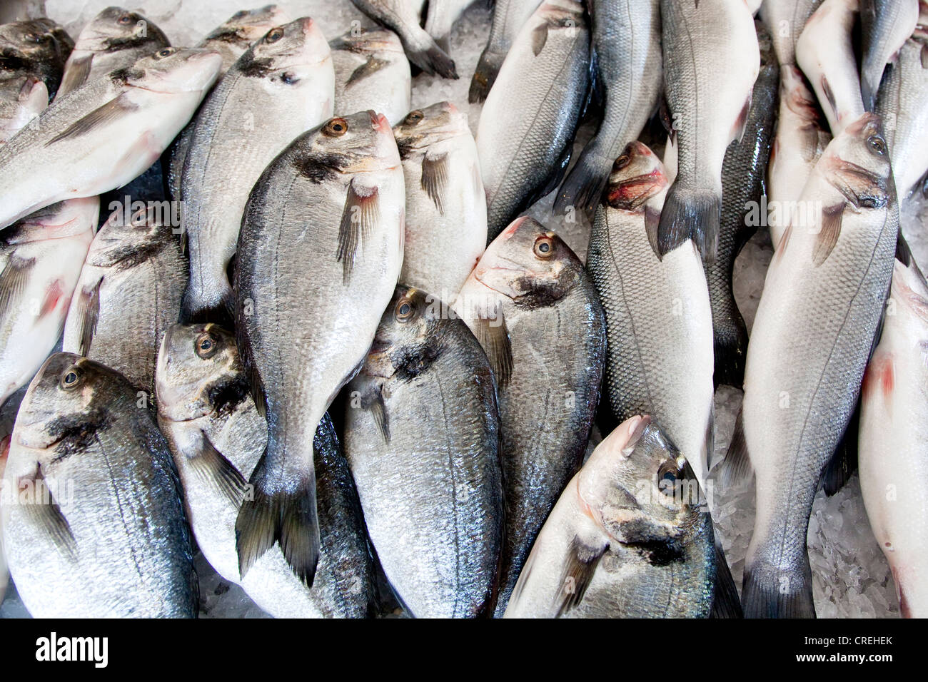 Orata (Sparus aurata), al mercato del pesce a Funchal, Madeira, Portogallo, Europa Foto Stock