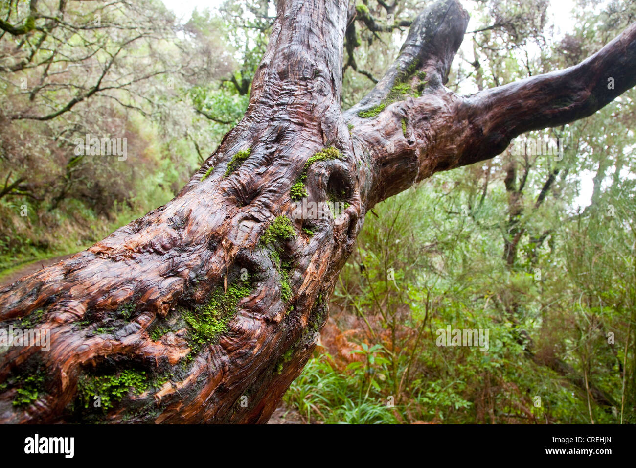 Albero di alloro Immagini Vettoriali Stock - Alamy