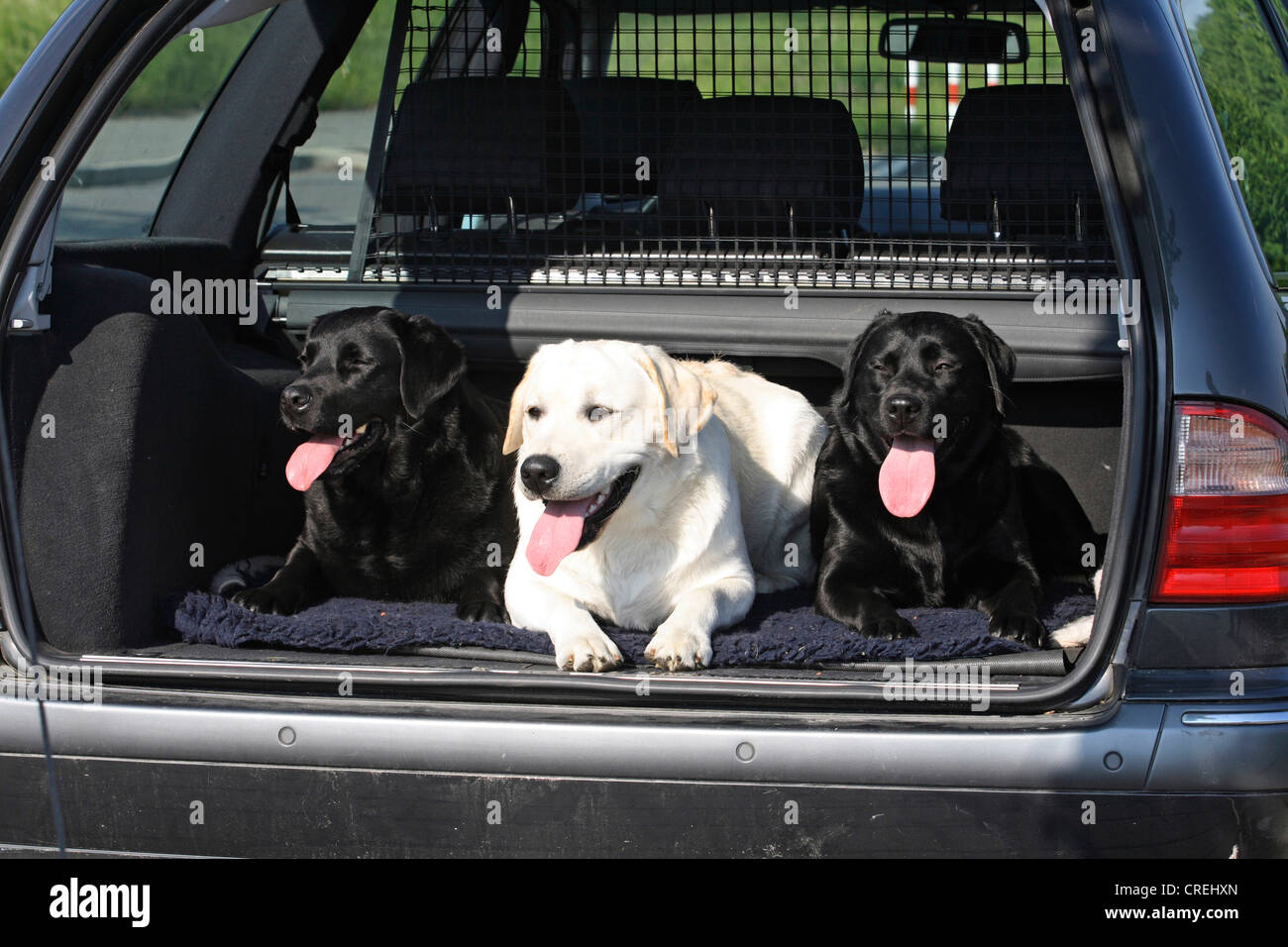 Il Labrador Retriever (Canis lupus f. familiaris), 3 Labrador Retriever nel bagagliaio della vettura Foto Stock