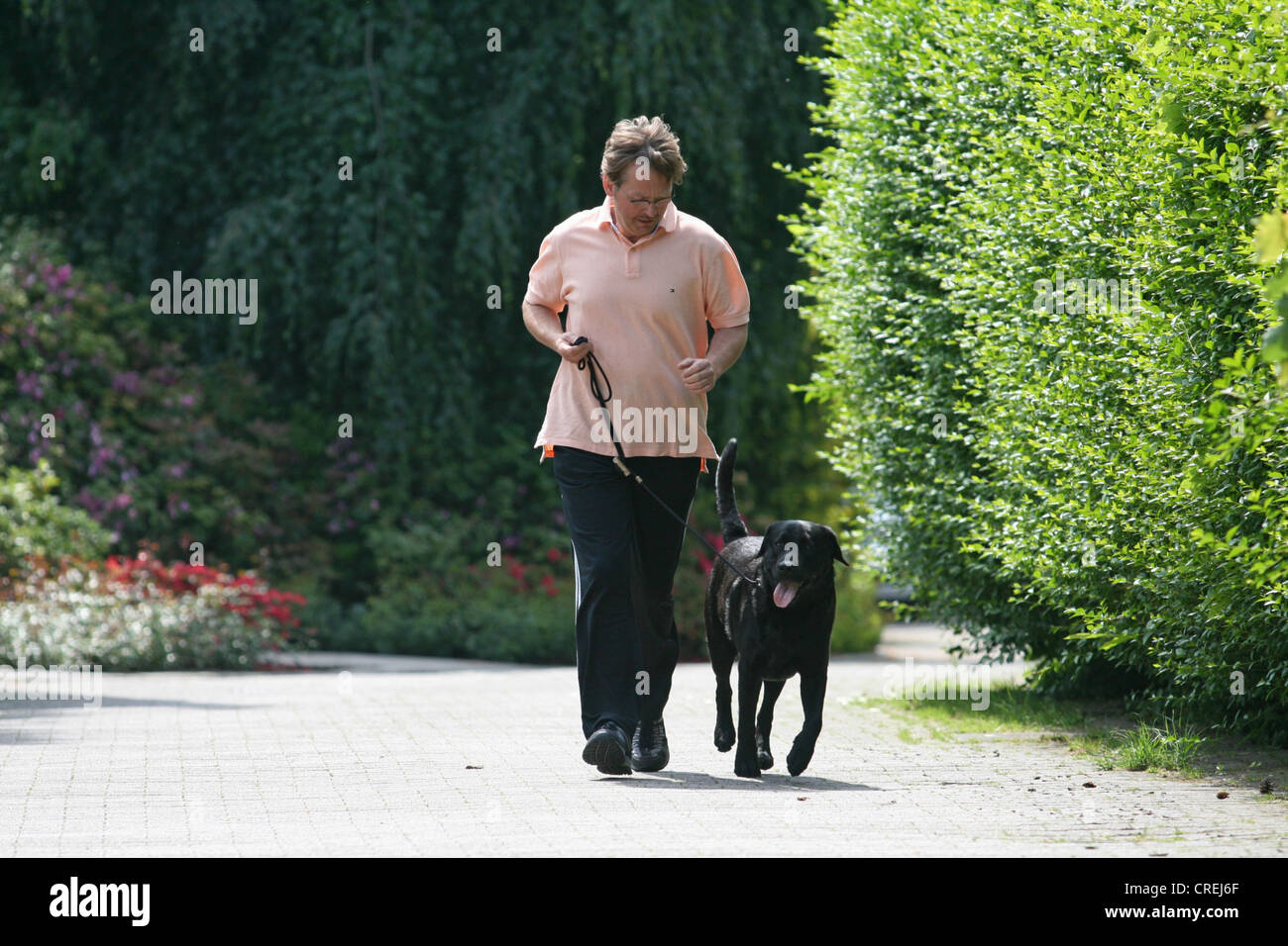 Il Labrador Retriever (Canis lupus f. familiaris), con pareggiatore Labrador Retriever Foto Stock
