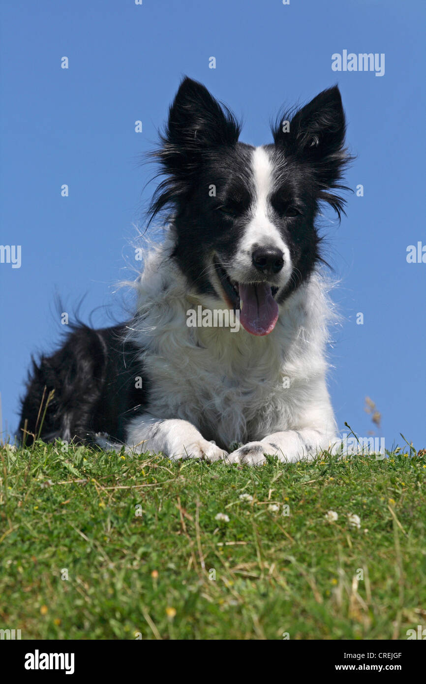 Border Collie (Canis lupus f. familiaris), sdraiato su un prato Foto Stock