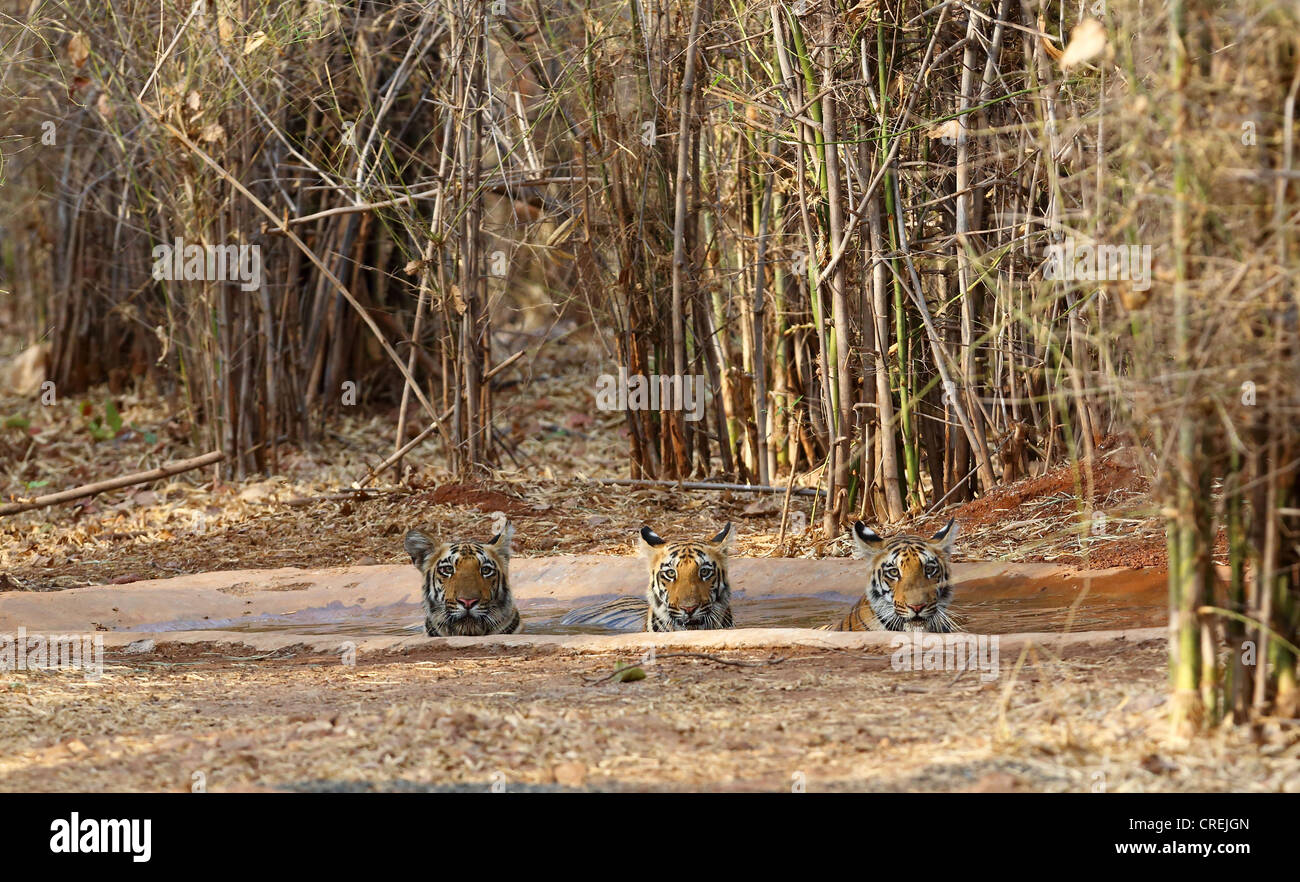 Tre tigri il raffreddamento e in waterhole nella giungla Tadoba, India Foto Stock