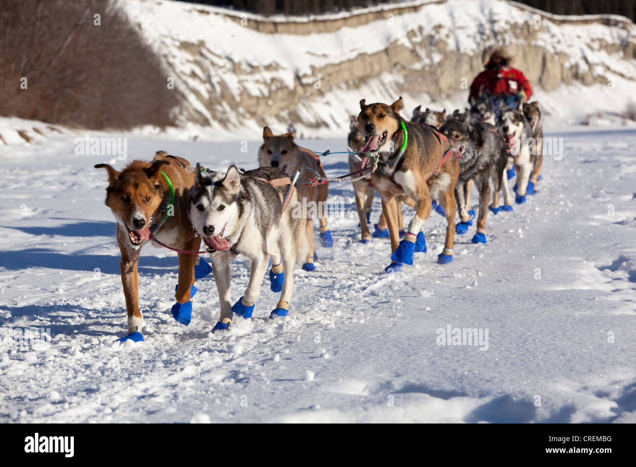 Esecuzione di un cane, slitte trainate da cani, pastosità, Alaskan Huskies, campione 2009 musher Sebastian Schnuelle all'inizio dello Yukon Quest Foto Stock