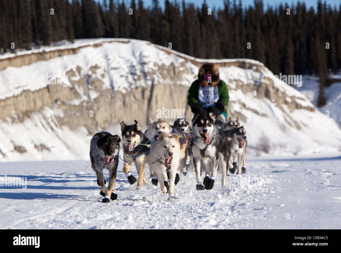 Esecuzione di un cane, slitte trainate da cani, pastosità, Alaskan Huskies all'inizio dello Yukon Quest 1, 000-mile International Sled Dog Race Foto Stock