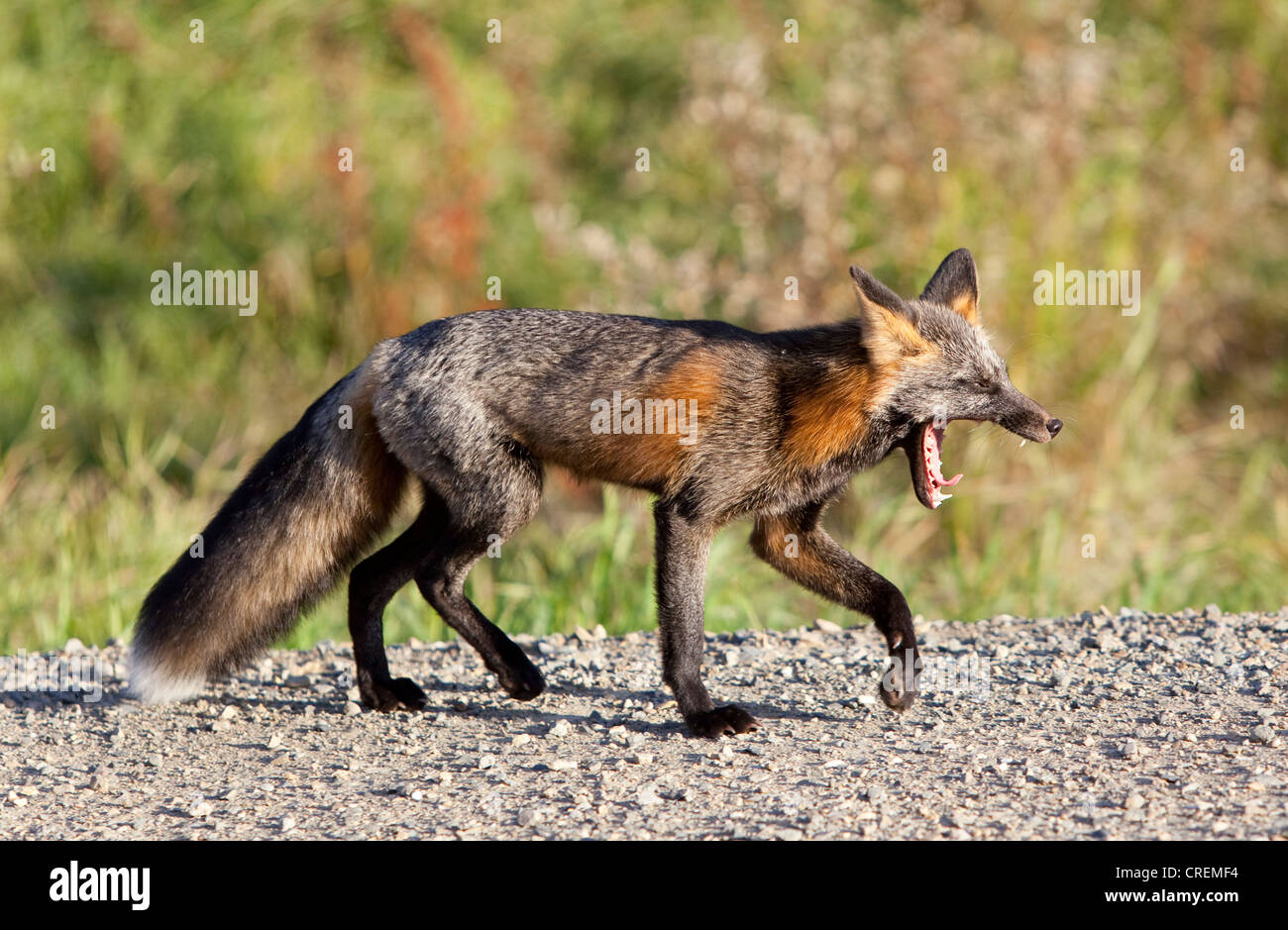 Sbadigliare North American Red Fox (Vulpes vulpes vulpes), Yukon Territory, Canada Foto Stock