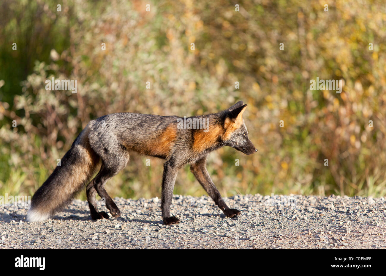 North American Red Fox (Vulpes vulpes vulpes), Yukon Territory, Canada Foto Stock