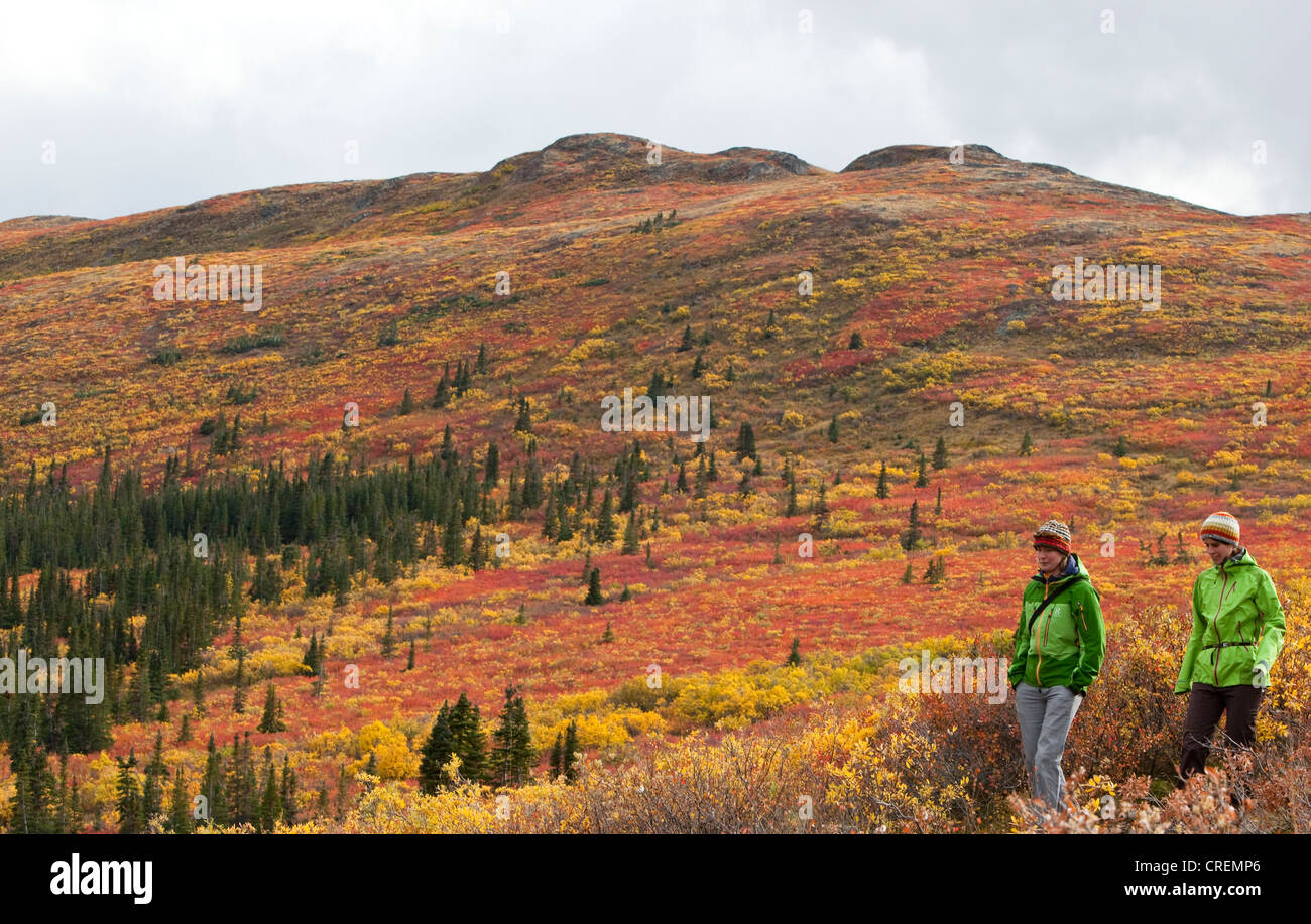 Due donne escursionismo in sub tundra alpina, estate indiana, le foglie in autunno i colori dell'autunno, nei pressi di pesce di lago, Yukon Territory, Canada Foto Stock