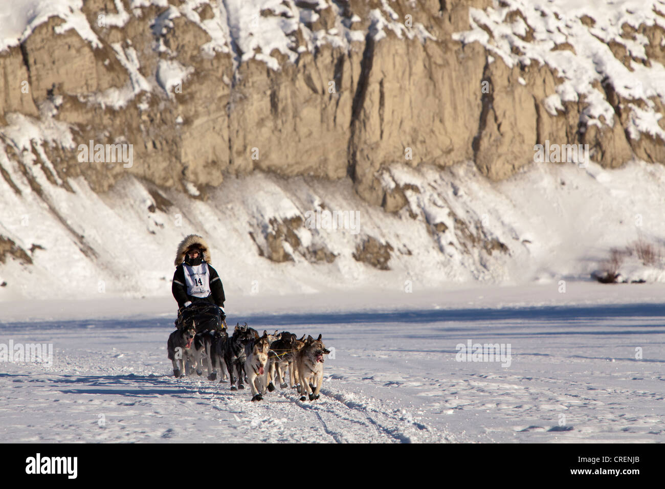 Esecuzione di un cane, slitte trainate da cani, pastosità, Alaskan Huskies all'inizio dello Yukon Quest 1000-mile International Sled Dog Race 2011 Foto Stock
