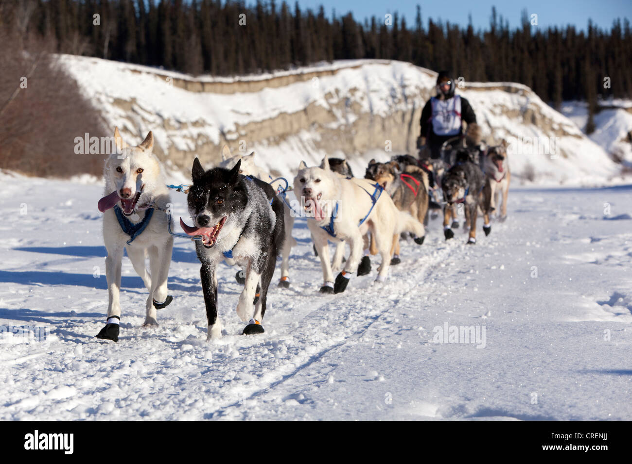 Esecuzione di un cane, slitte trainate da cani, pastosità, Alaskan Huskies all'inizio dello Yukon Quest 1000-mile International Sled Dog Race 2011 Foto Stock