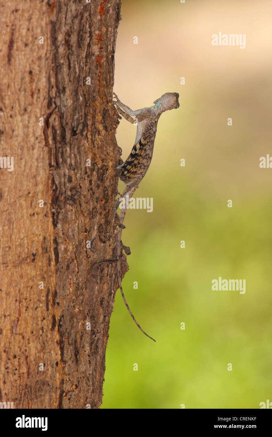 Lucertola drago volante immagini e fotografie stock ad alta risoluzione -  Alamy