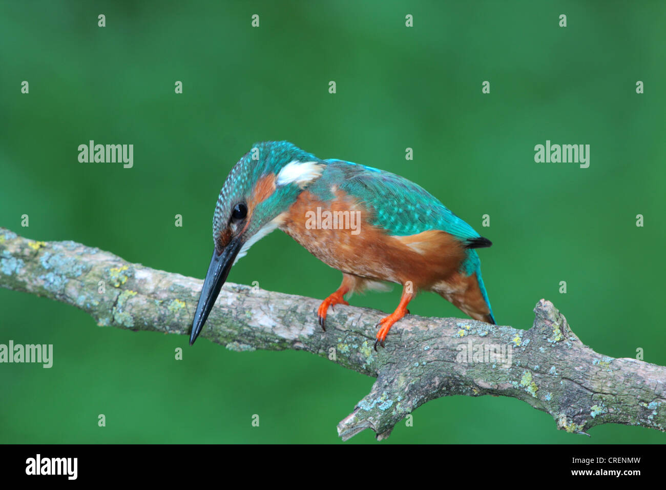 Fiume kingfisher (Alcedo atthis), maschio su un belvedere, in Germania, in Baviera Foto Stock