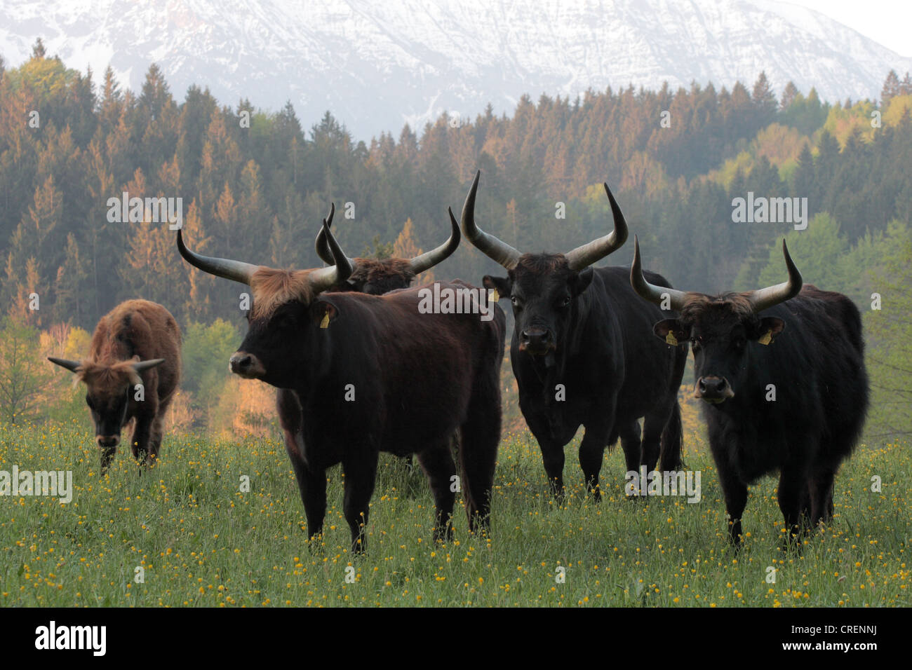 Uro (bovini domestici) (Bos taurus, Bos primigenius), Heck cattles su un prato di fronte di foreste di montagna, in Germania, in Baviera Foto Stock