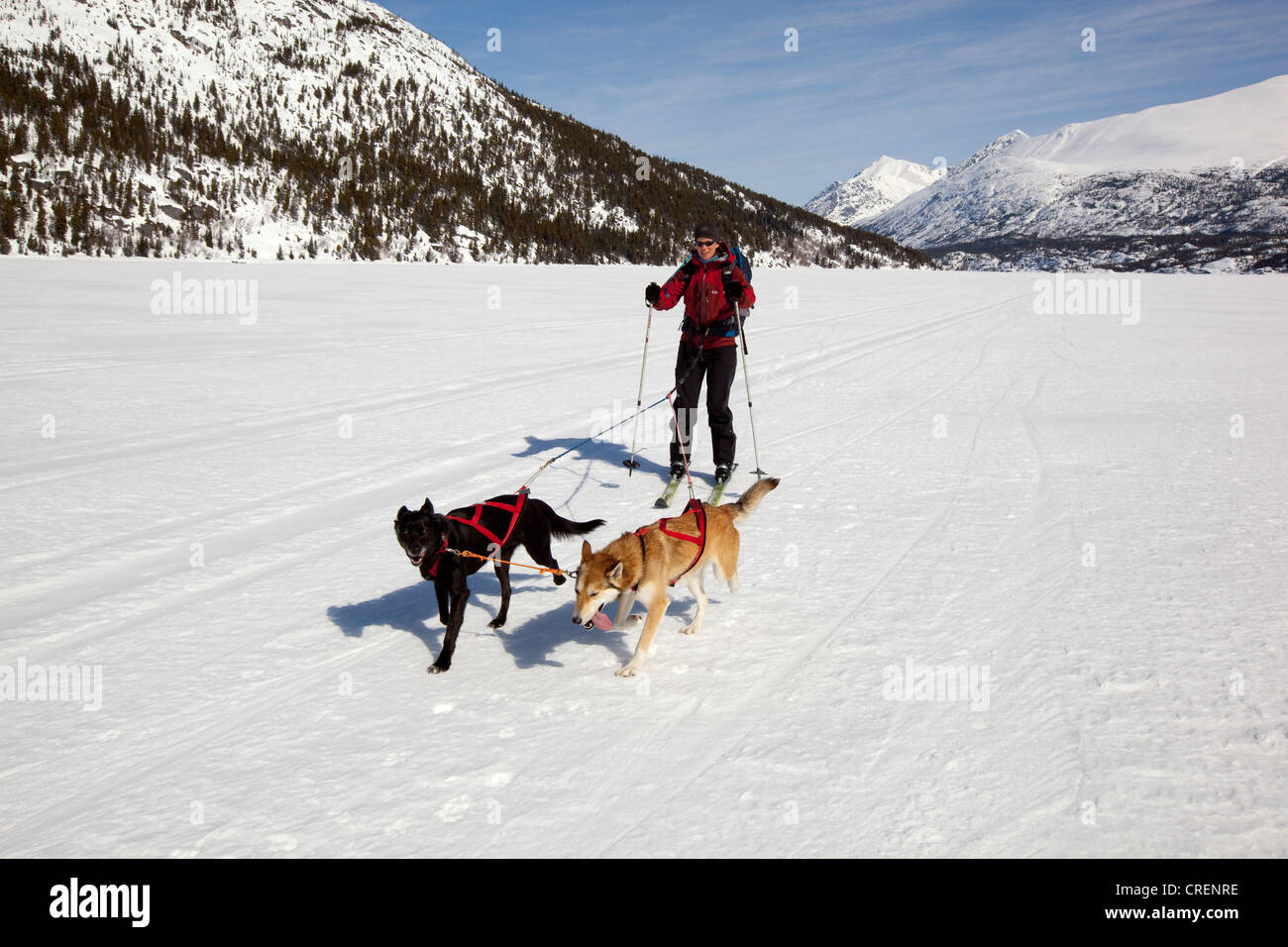 Donna skijoring, skijoering, slitte trainate da cani tirando cross country sciatore, cane sport, Alaskan Huskies, lago ghiacciato Lindeman Foto Stock