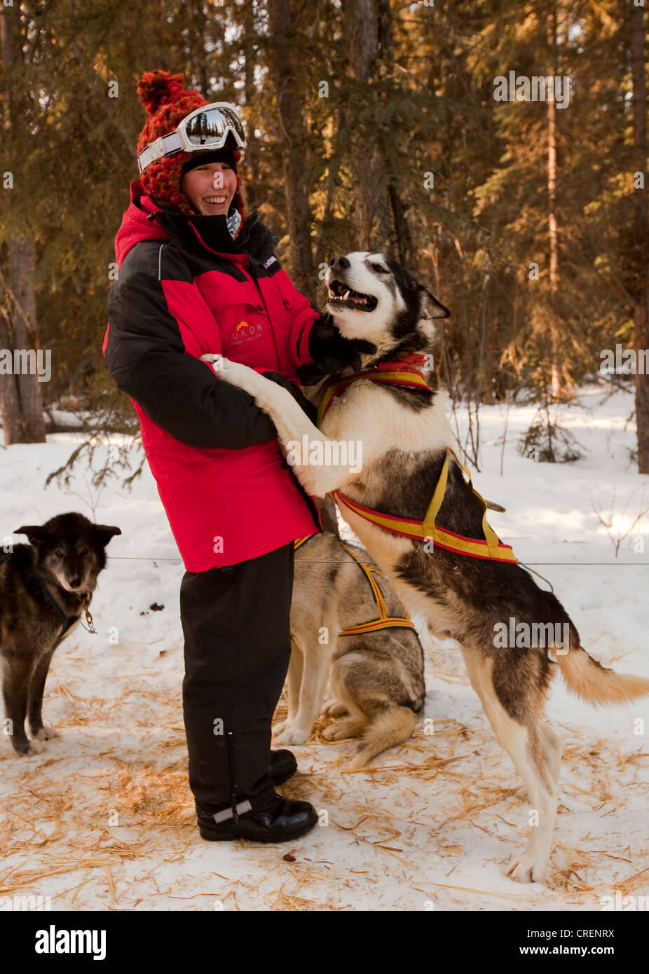 Giovane donna, cane musher cuddling Sled Dog nel cablaggio, Alaskan Husky, Yukon Territory, Canada Foto Stock