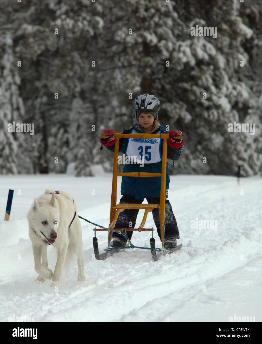 Sled Dog, Alaskan Husky, giovane ragazzo su una slitta trainata da cani, kick sled, lo sleddog, pastosità, Carbonio Hill corsa di cani da slitta, Mt. Lorne Foto Stock