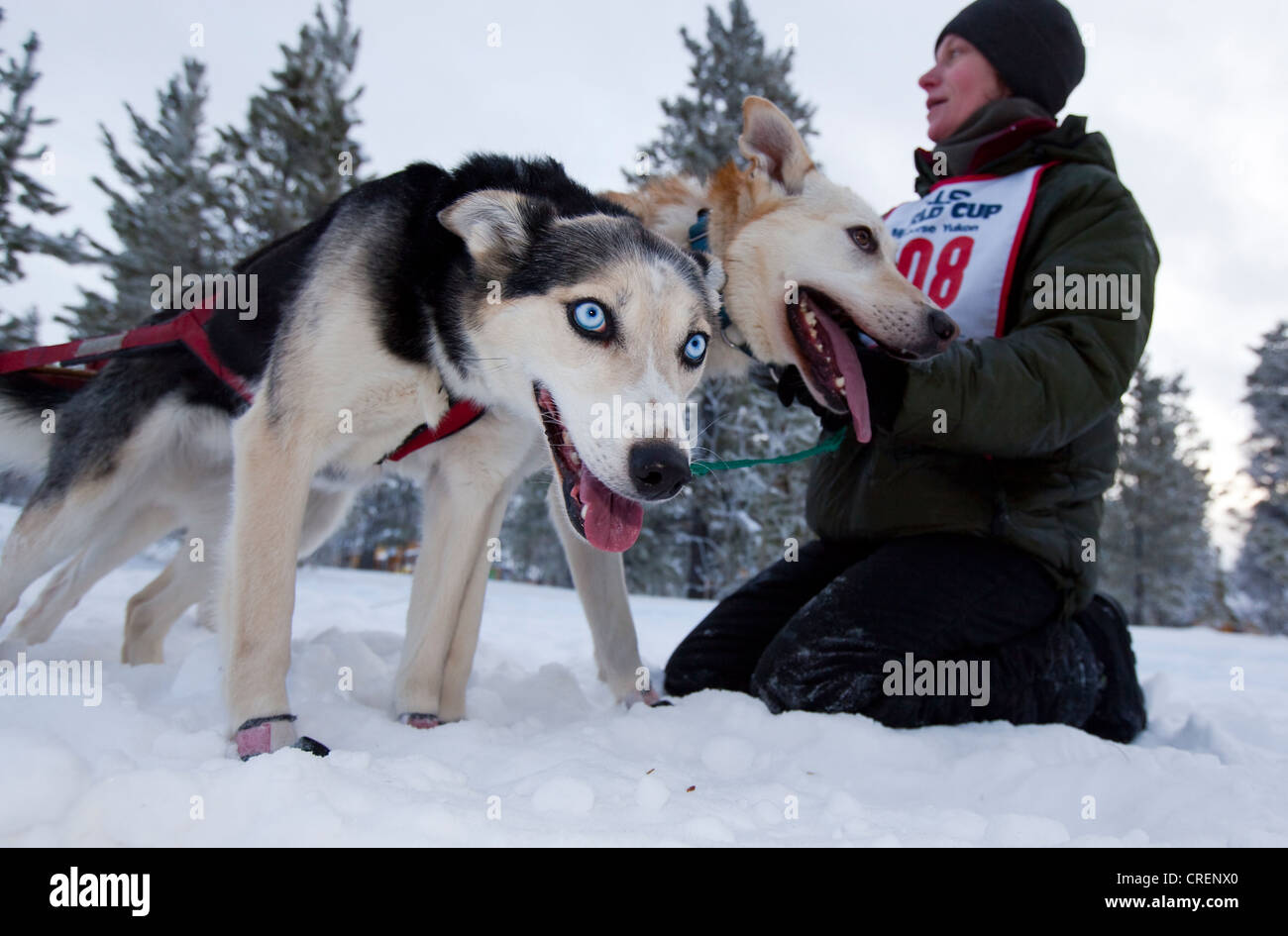 Slitte trainate da cani alla linea di partenza, Alaskan Huskies, Carbonio Hill corsa di cani da slitta, Mt. Lorne, vicino a Whitehorse, Yukon Territory, Canada Foto Stock