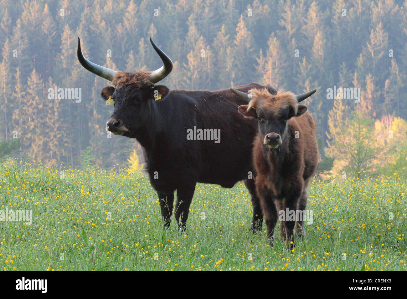 Uro (bovini domestici) (Bos taurus, Bos primigenius), Heck bovini mucca con un vitello su un prato di montagna, in Germania, in Baviera Foto Stock